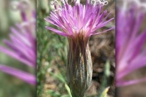 D&uuml;nyanın en kurak &ccedil;&ouml;l&uuml; Atacama &ccedil;i&ccedil;ek a&ccedil;tı
