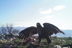 Vahşi hayat foto kapanında
