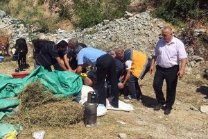 Kurbanlık boğa sahibini hastanelik etti