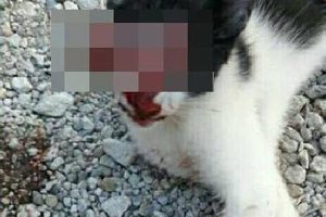 Sosyal medyadaki "g&ouml;z&uuml; oyulan" kedi paylaşımına para cezası
