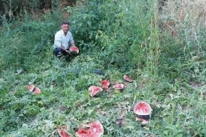 Ayılar 1 ton karpuzu par&ccedil;aladı