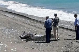 Antalya'da sahile yunus &ouml;l&uuml;s&uuml; vurdu