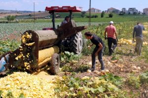 İlk kez ekildi, Bursa'da &uuml;reticiyi g&uuml;ld&uuml;rd&uuml;
