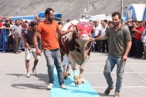 En b&uuml;y&uuml;k ve en g&uuml;zel kurbanlıklar podyuma &ccedil;ıktı
