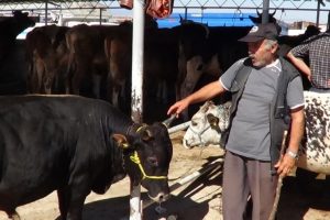Bunlar da 'organik' kurbanlık