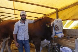 Bursa'da 1,7 tonluk boğaya 25 bin lira!