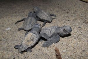 3 g&uuml;nde 51 caretta caretta yavrusu denizle buluştu