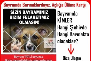 Kurban bayramında barınaklardaki hayvanlar unutulmasın