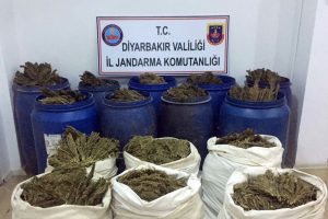 618 bin k&ouml;k kenevir, 527 kilo esrar ele ge&ccedil;irildi