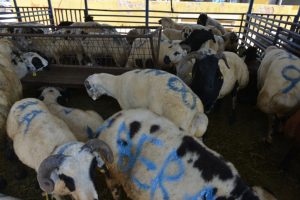 Bursa Nil&uuml;fer Kurban Bayramı'na hazır