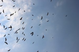 Sonbahar habercilerinin uzun yolculuğu başladı