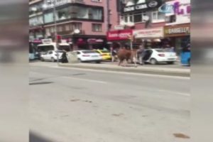 Kurbanlık boğa, gen&ccedil; kadını ağır yaraladı