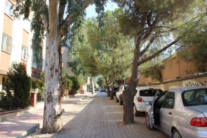 Yol ortasındaki ağa&ccedil;lar şaşırtıyor
