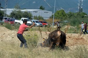 Bursa'da ka&ccedil;an boğa kısa s&uuml;rede yakalandı