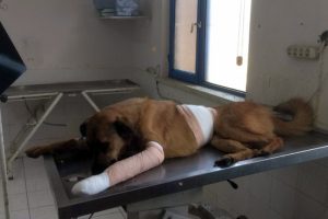 Antalya'da sokak k&ouml;peğine kurşun yağmuru