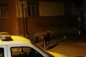 Bursa'da ka&ccedil;an boğa uyuşturucu iğne ile yakalandı