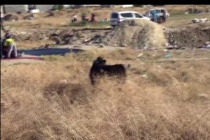 Bursa'da sahibinin elinden kurtuldu, bir saat kovalattı