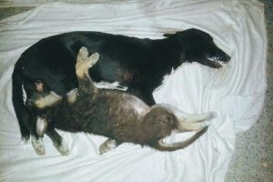 Zehirlenen sokak k&ouml;peği ve yavrusu telef oldu