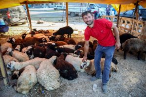 Bursa'da kurbanlık yetiştiricileri &ccedil;ifte bayram yaptı