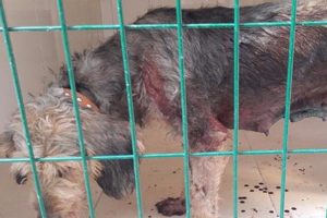 Domuzlar 5 av k&ouml;peğini ağır yaraladı