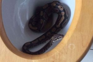Tuvaletin i&ccedil;inden piton yılanı &ccedil;ıktı