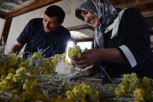 Bitki &ccedil;eşitliliği k&ouml;yde at&ouml;lye kurdurttu