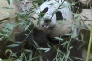 Fransa'da doğan ilk panda bir aylık oldu