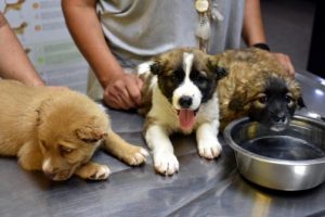 Yavru k&ouml;peklere işkence yapan askere g&ouml;zaltı