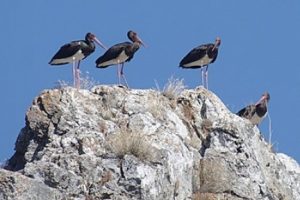 Kara leylekler Afrika'ya d&ouml;n&uuml;yor