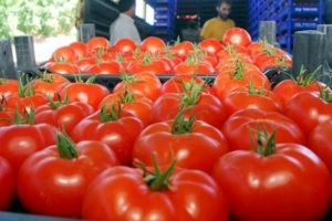 Rusya, T&uuml;rk domatesini kışın alacak