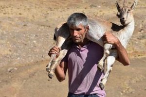 Yaralı dağ ke&ccedil;isini 17 kilometre sırtında taşıdı