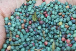 &Ccedil;itlembik, &ccedil;ift&ccedil;inin alternatif ge&ccedil;im kaynağı oldu