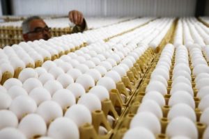 Fakıbaba: "T&uuml;rkiye'de fipronilli yumurta tespit edilmedi"