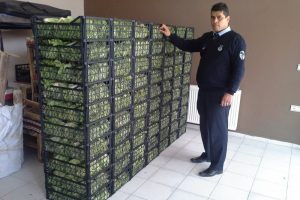 61 ton kayıt dışı meyve sebzeye m&uuml;dahale