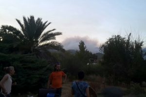 Yangında mahsur kalan sokak hayvanları tahliye edildi