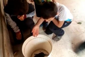 Bursa'da otomobilin motorunda d&uuml;nyaya gelen yavru kediler kurtarıldı