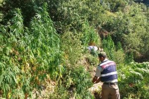 Ormanlık alanda zehir tarlası bulundu