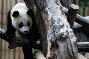 İspanya'da "panda ailesine" doğum g&uuml;n&uuml; kutlaması
