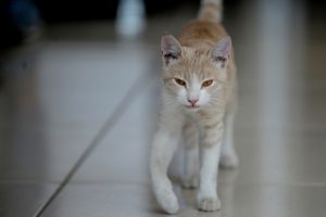 Bursa'da kedi beslediği i&ccedil;in kendisiyle tartışan kişiden şikayet&ccedil;i oldu