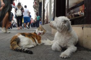 Kedi ve k&ouml;peğin dostluğu g&ouml;renleri şaşırttı