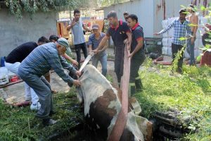 Kuyuya d&uuml;şen inek i&ccedil;in seferber oldular