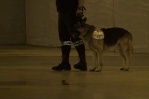Taksim Metrosu'nda k&ouml;pekli g&uuml;venlik &ouml;nlemi