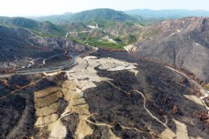 Yanan alana 1,5 milyon yeni fidan