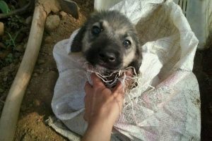 &Ouml;l&uuml;me terk edilen yavru k&ouml;peği Alman aile kurtarmış