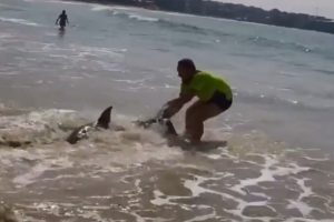 K&ouml;pek balığını kuyruğundan &ccedil;ekerek suya bıraktı