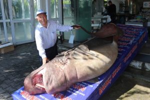 1 ton 200 kiloluk k&ouml;pek balığı yakalandı