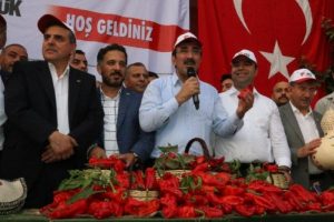 Ak Partili Yılmaz, isot hasadına katıldı