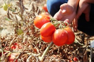 Rusya'nın domates açıklaması üreticiyi umutlandırdı