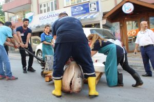 Bursa Karacabey Boğazı'ndan 2 k&ouml;pek balığı &ccedil;ıktı