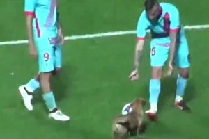 Sahaya giren k&ouml;pek ortalığı birbirine kattı
